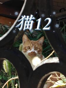 猫12楼跳下去会死么